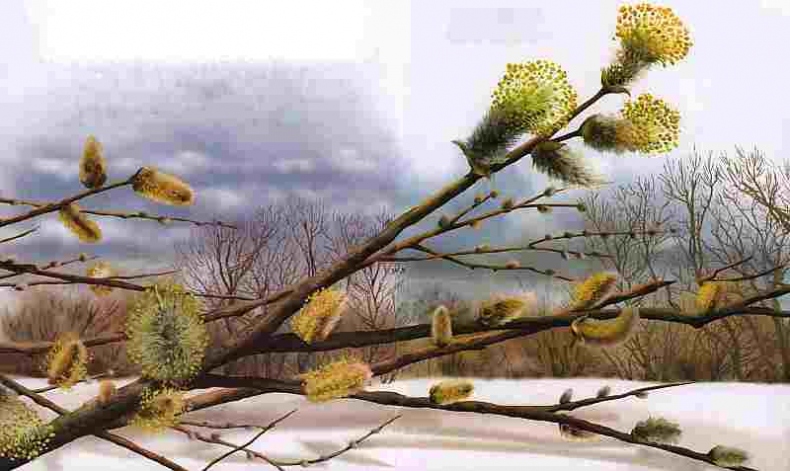 Иллюстрация к книге — Цветы [i_014.jpg]