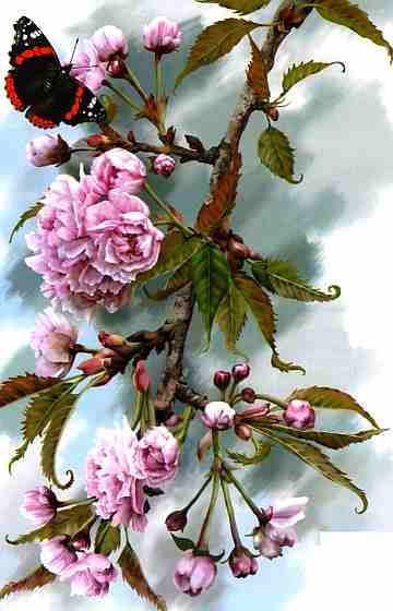 Иллюстрация к книге — Цветы [i_017.jpg]