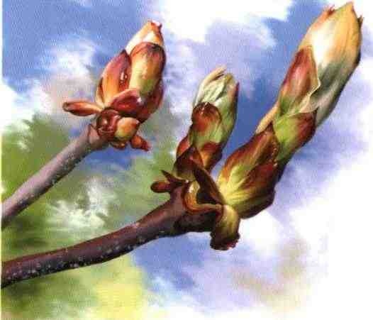 Иллюстрация к книге — Цветы [i_018.jpg]