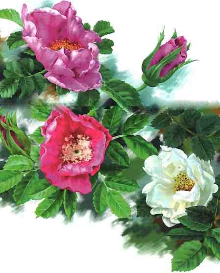 Иллюстрация к книге — Цветы [i_021.jpg]