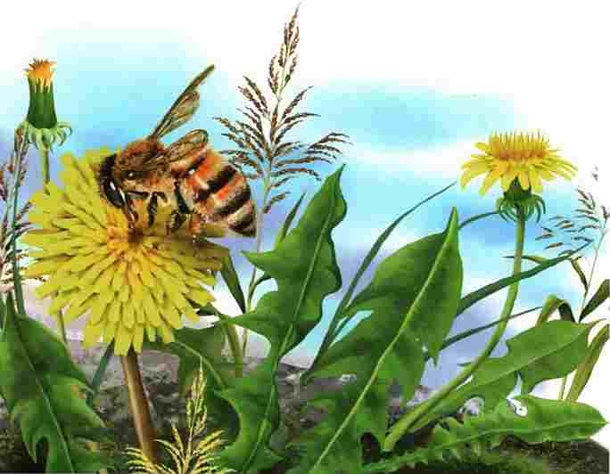 Иллюстрация к книге — Цветы [i_024.jpg]