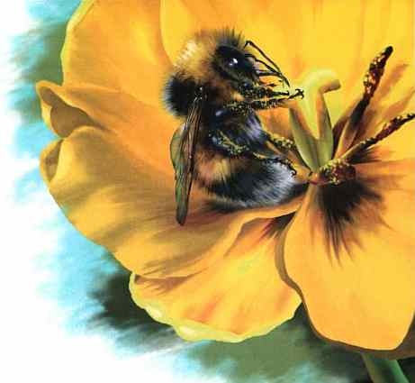 Иллюстрация к книге — Цветы [i_025.jpg]