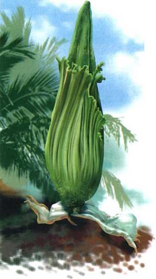 Иллюстрация к книге — Цветы [i_029.jpg]