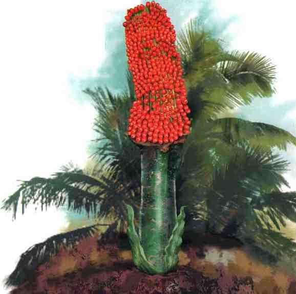 Иллюстрация к книге — Цветы [i_030.jpg]