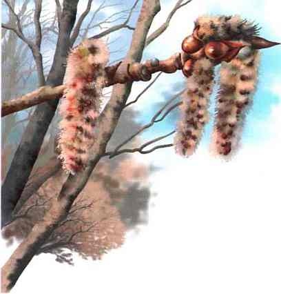 Иллюстрация к книге — Цветы [i_033.jpg]