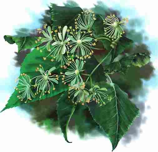 Иллюстрация к книге — Цветы [i_034.jpg]