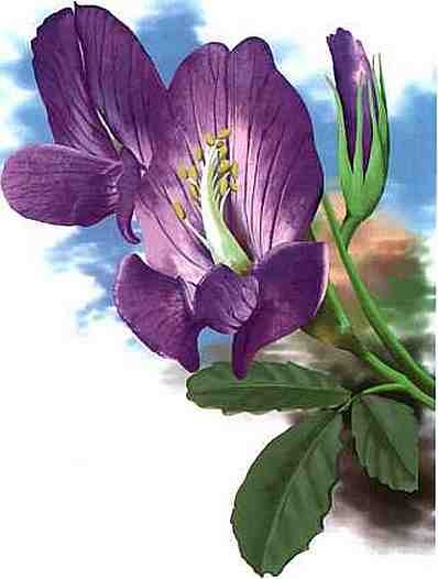 Иллюстрация к книге — Цветы [i_039.jpg]