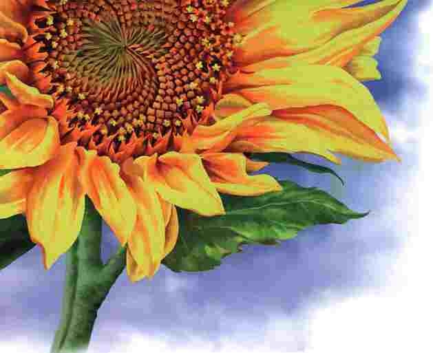 Иллюстрация к книге — Цветы [i_041.jpg]