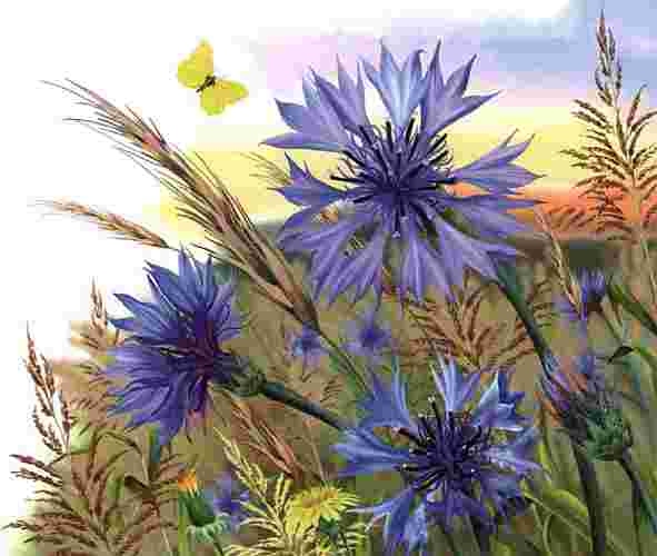 Иллюстрация к книге — Цветы [i_042.jpg]