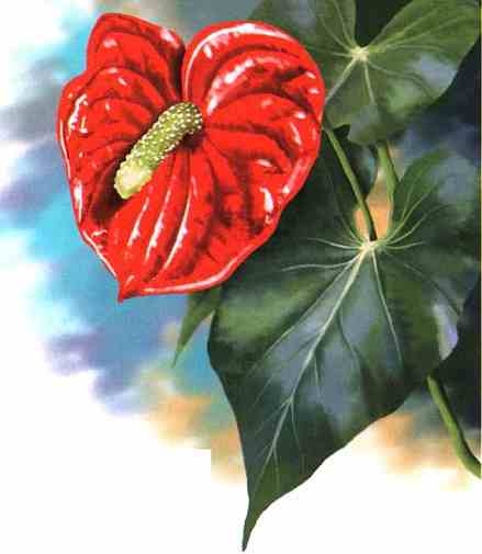 Иллюстрация к книге — Цветы [i_046.jpg]