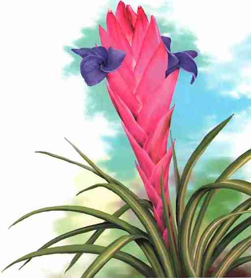 Иллюстрация к книге — Цветы [i_048.jpg]