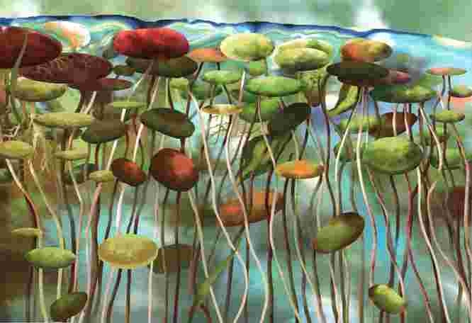 Иллюстрация к книге — Цветы [i_056.jpg]