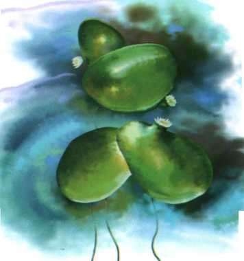 Иллюстрация к книге — Цветы [i_058.jpg]