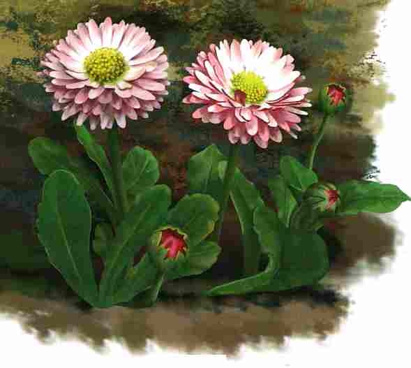 Иллюстрация к книге — Цветы [i_063.jpg]