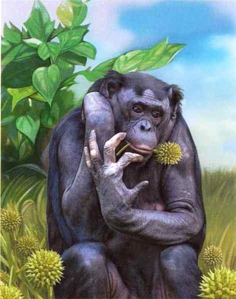 Иллюстрация к книге — Знакомьтесь: Африка [i_067.jpg]