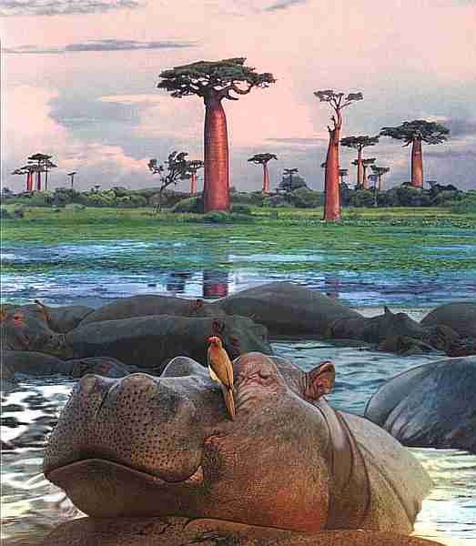 Иллюстрация к книге — Знакомьтесь: Африка [i_068.jpg]