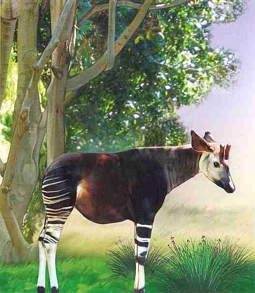 Иллюстрация к книге — Знакомьтесь: Африка [i_069.jpg]