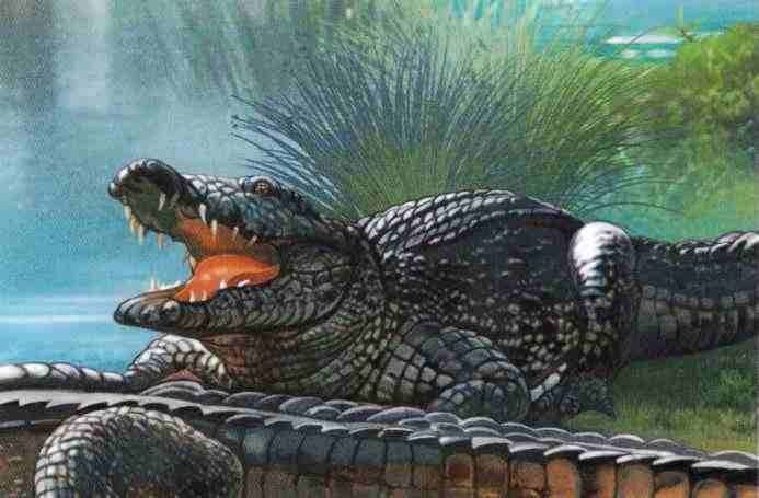 Иллюстрация к книге — Знакомьтесь: Африка [i_081.jpg]