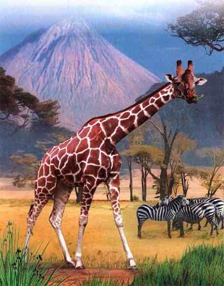 Иллюстрация к книге — Знакомьтесь: Африка [i_082.jpg]