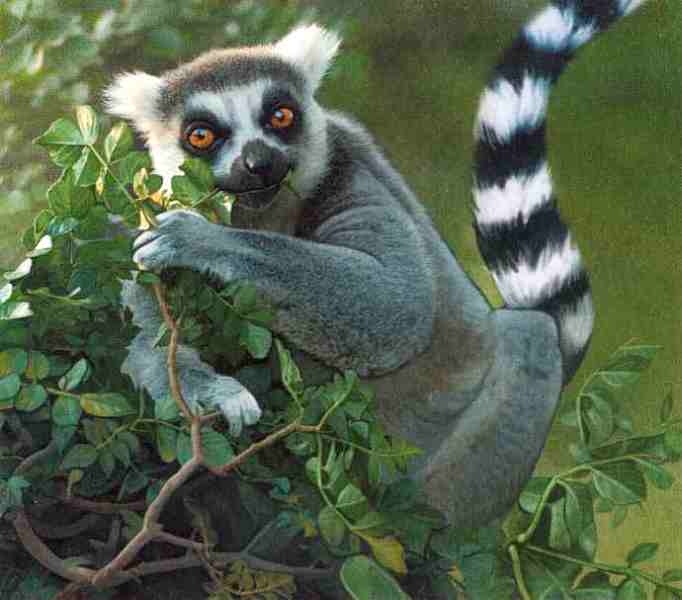 Иллюстрация к книге — Знакомьтесь: Африка [i_090.jpg]