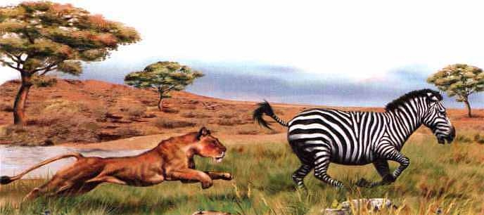 Иллюстрация к книге — Знакомьтесь: Африка [i_095.jpg]