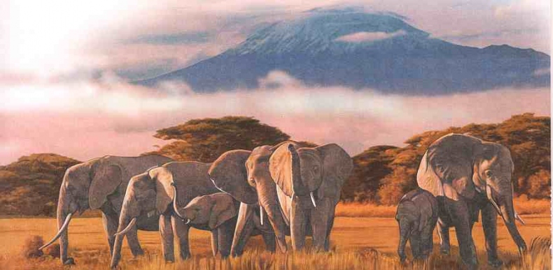 Иллюстрация к книге — Знакомьтесь: Африка [i_096.jpg]