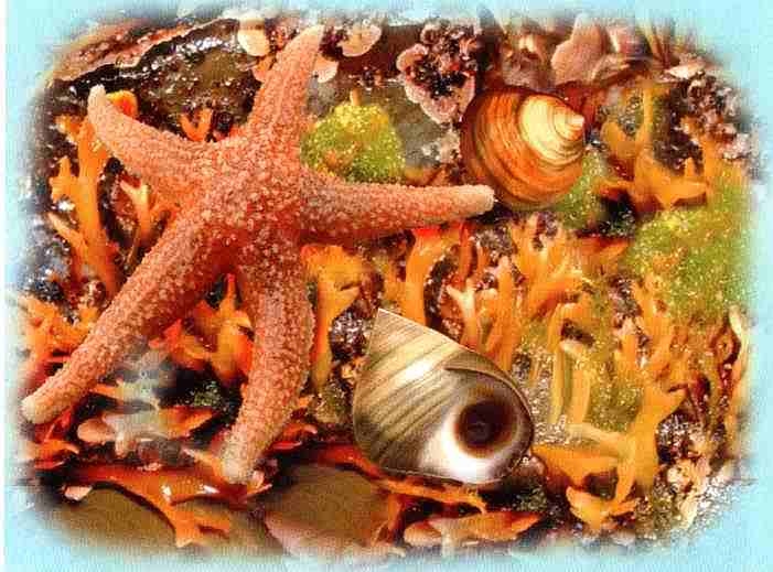 Иллюстрация к книге — Заповедники России [i_005.jpg]