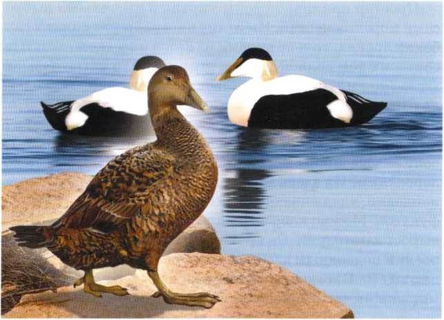 Иллюстрация к книге — Заповедники России [i_006.jpg]