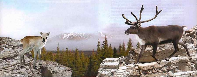 Иллюстрация к книге — Заповедники России [i_009.jpg]