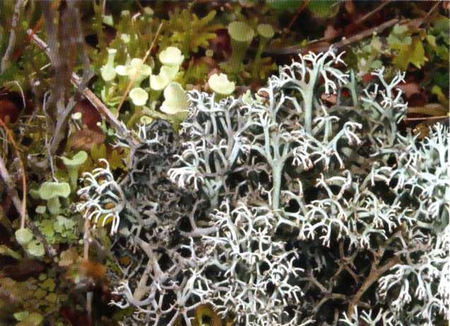 Иллюстрация к книге — Заповедники России [i_010.jpg]