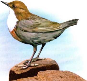 Иллюстрация к книге — Заповедники России [i_013.jpg]