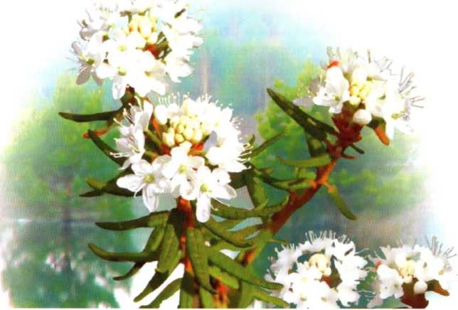 Иллюстрация к книге — Заповедники России [i_020.jpg]