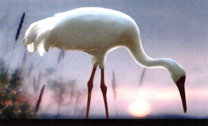 Иллюстрация к книге — Заповедники России [i_021.jpg]