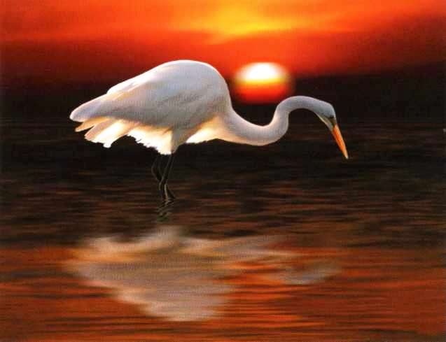 Иллюстрация к книге — Заповедники России [i_025.jpg]