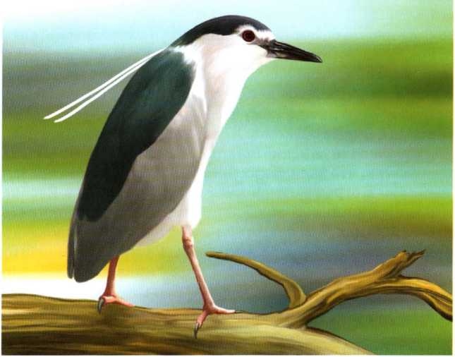 Иллюстрация к книге — Заповедники России [i_026.jpg]