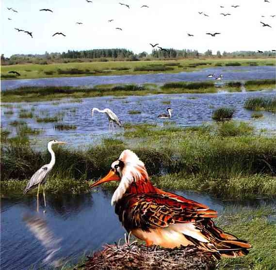 Иллюстрация к книге — Заповедники России [i_031.jpg]