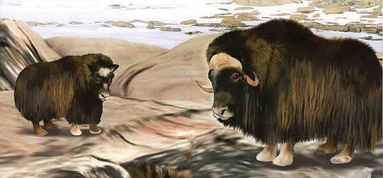 Иллюстрация к книге — Заповедники России [i_057.jpg]