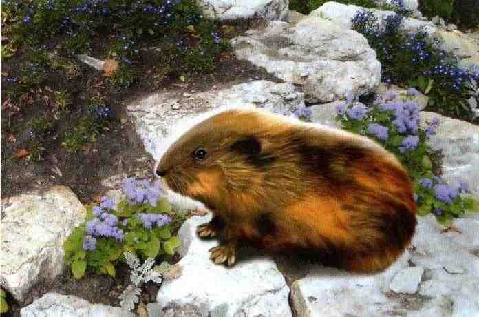 Иллюстрация к книге — Заповедники России [i_058.jpg]