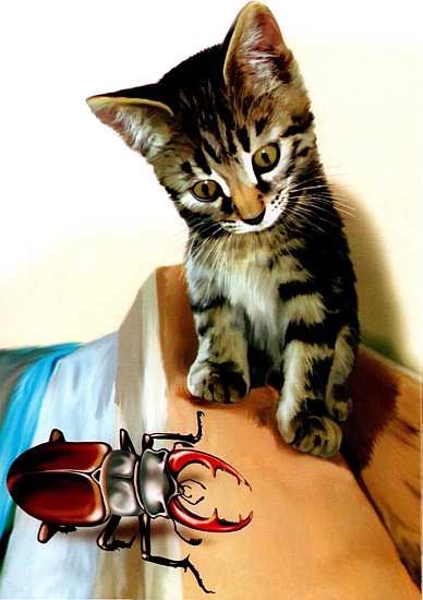 Иллюстрация к книге — Жуки и другие удивительные насекомые [i_001.jpg]