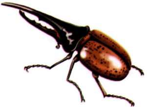 Иллюстрация к книге — Жуки и другие удивительные насекомые [i_002.jpg]