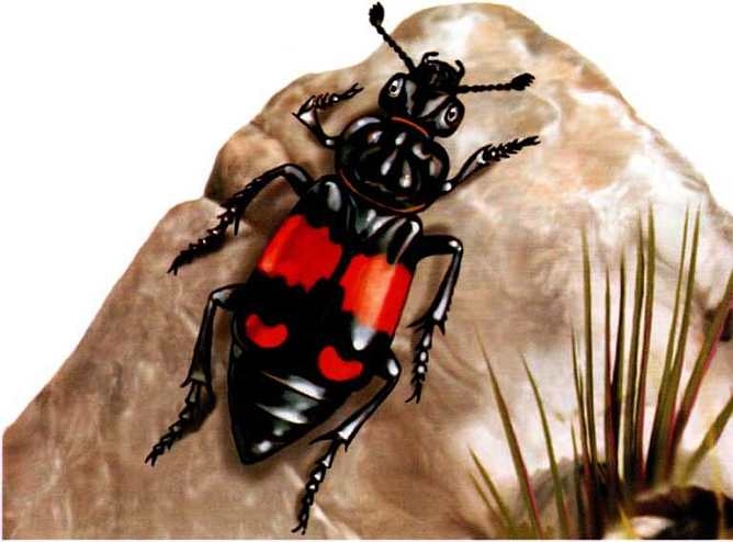 Иллюстрация к книге — Жуки и другие удивительные насекомые [i_013.jpg]