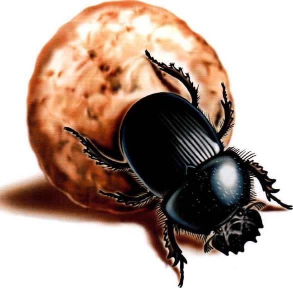 Иллюстрация к книге — Жуки и другие удивительные насекомые [i_016.jpg]