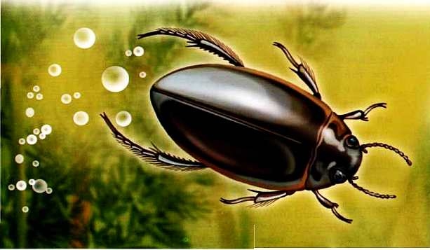 Иллюстрация к книге — Жуки и другие удивительные насекомые [i_018.jpg]