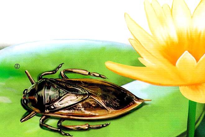 Иллюстрация к книге — Жуки и другие удивительные насекомые [i_020.jpg]