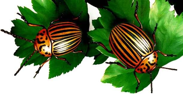 Иллюстрация к книге — Жуки и другие удивительные насекомые [i_023.jpg]