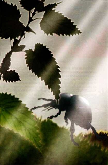 Иллюстрация к книге — Жуки и другие удивительные насекомые [i_024.jpg]