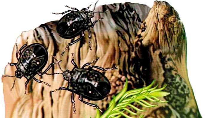 Иллюстрация к книге — Жуки и другие удивительные насекомые [i_025.jpg]