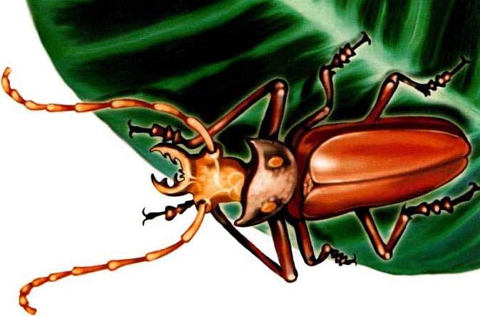 Иллюстрация к книге — Жуки и другие удивительные насекомые [i_026.jpg]