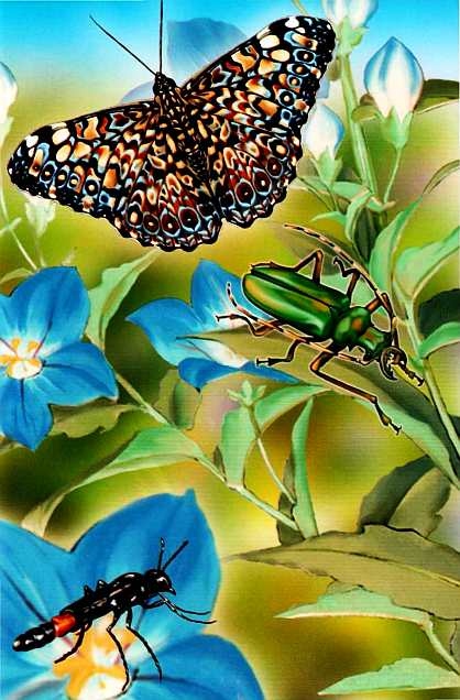 Иллюстрация к книге — Жуки и другие удивительные насекомые [i_029.jpg]