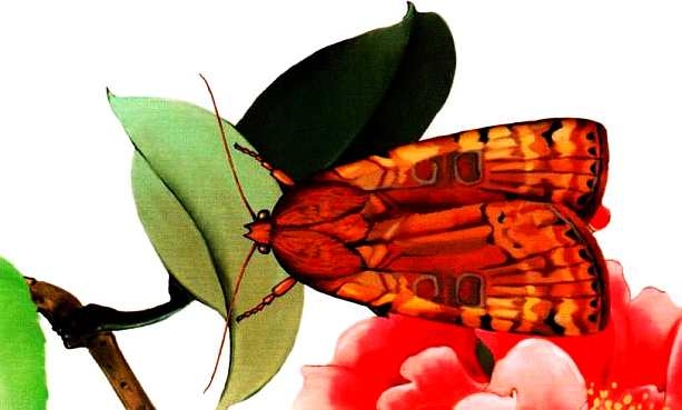 Иллюстрация к книге — Жуки и другие удивительные насекомые [i_031.jpg]